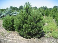 Сосна черная Австрийская Pinus Nigra Ausriaca FULL STD c130 h 350 d 29