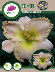 Лійник сінець 11-18