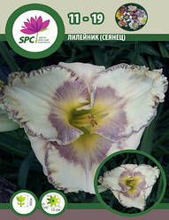 Лілейник сінець 96-19