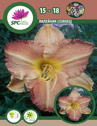 Лілейник сінець 15-18