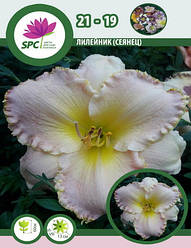 Лілейник сіянець 21-19