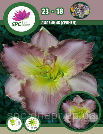 Лілейник сінець 23-18, фото 1