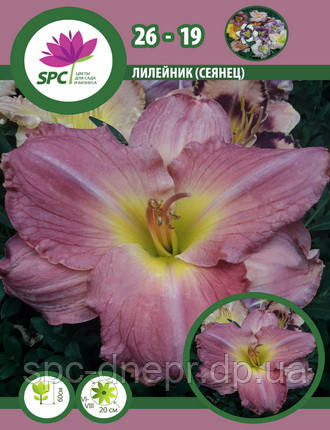 Лілейник сінець 26-19