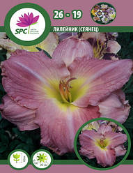 Лілейник сінець 26-19