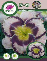 Лілейник сінець 27-19