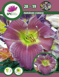 Лілейник сінець 28-19
