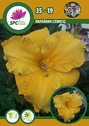 Лілейник сінець 35-19