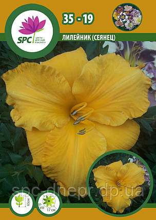 Лілейник сінець 35-19, фото 1