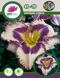 Лілейник сінець 41-19