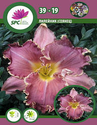 Лілейник сінець 39-19