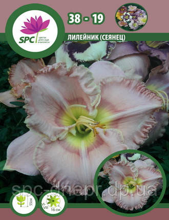 Лілейник сінець 38-19