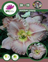 Лілейник сінець 38-19