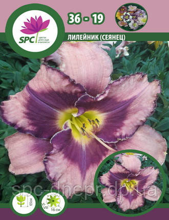 Лійник сінець 36-19