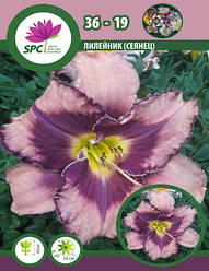 Лійник сінець 36-19