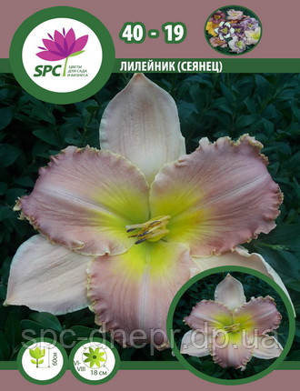 Лілейник сінець 40-19