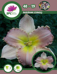 Лілейник сінець 40-19