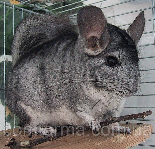 Універсальний корм для шиншил від ТМ "ComFerma"