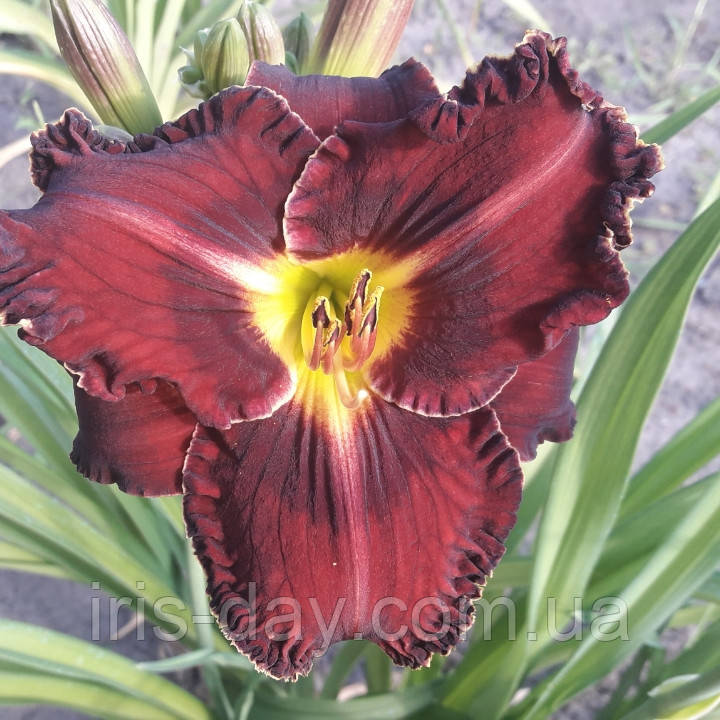 Лілейник Killer Кілер (Stamile 1994) (сажники), фото 1