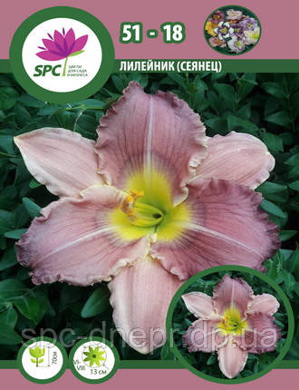 Лілейник сінець 51-18