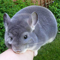 Універсальний корм для шиншил від ТМ "ComFerma" 10 кг