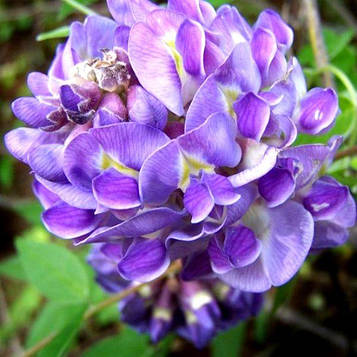 Саджанці Гліцинії Макростахія Блю Мун (Wisteria macrostachya Blue Moon)