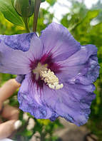 "Гибискус сирийский ""Блу берд"" Hibiskus Syriacus Blue Bird (S. Oiseau BL) 1/2 STD"