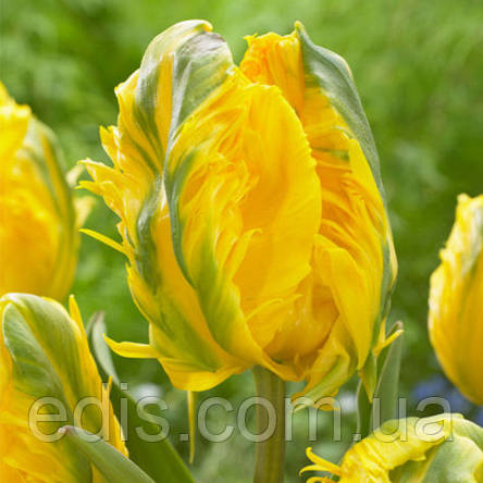Тюльпан папуговий Jan van Nes Parrot (Ян Ван Нес Перрот) 3 цибулини, фото 1