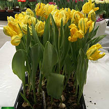 Тюльпан папуговий Jan van Nes Parrot (Ян Ван Нес Перрот) 3 цибулини, фото 4