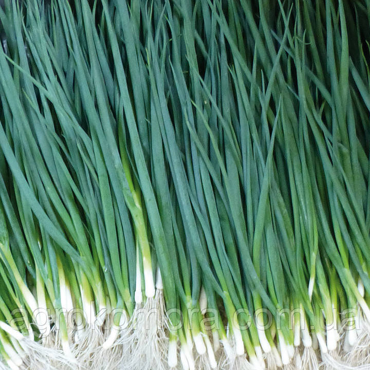 ВУЛКАН / VULKAN цибуля на перо 100г Kitano Seeds, фото 1