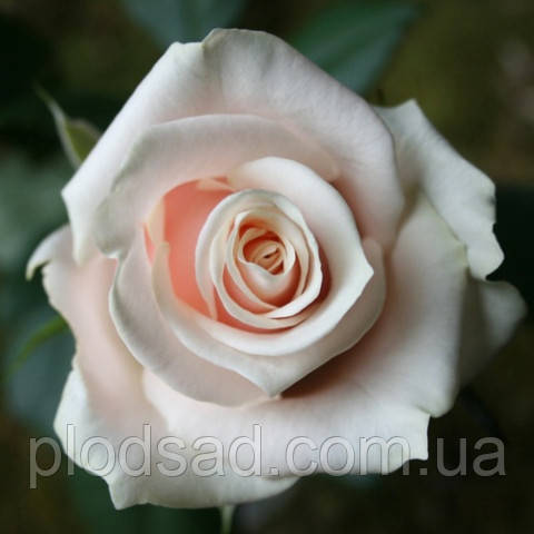 Троянда чайно-гібридна Емма де Мейян