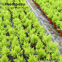 Добриво тривалої дії для контейнерних рослин Ekote Ornamentals Plus, 25 кг (Нідерланди), фото 5