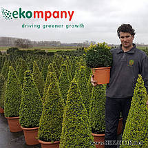Добриво тривалої дії для контейнерних рослин Ekote Ornamentals Plus, 25 кг (Нідерланди), фото 4