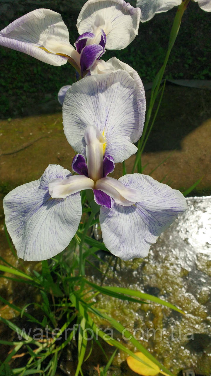 Ирис мечелистный Фортуна - Iris ensata Fortune - фото 3 - id-p246148030