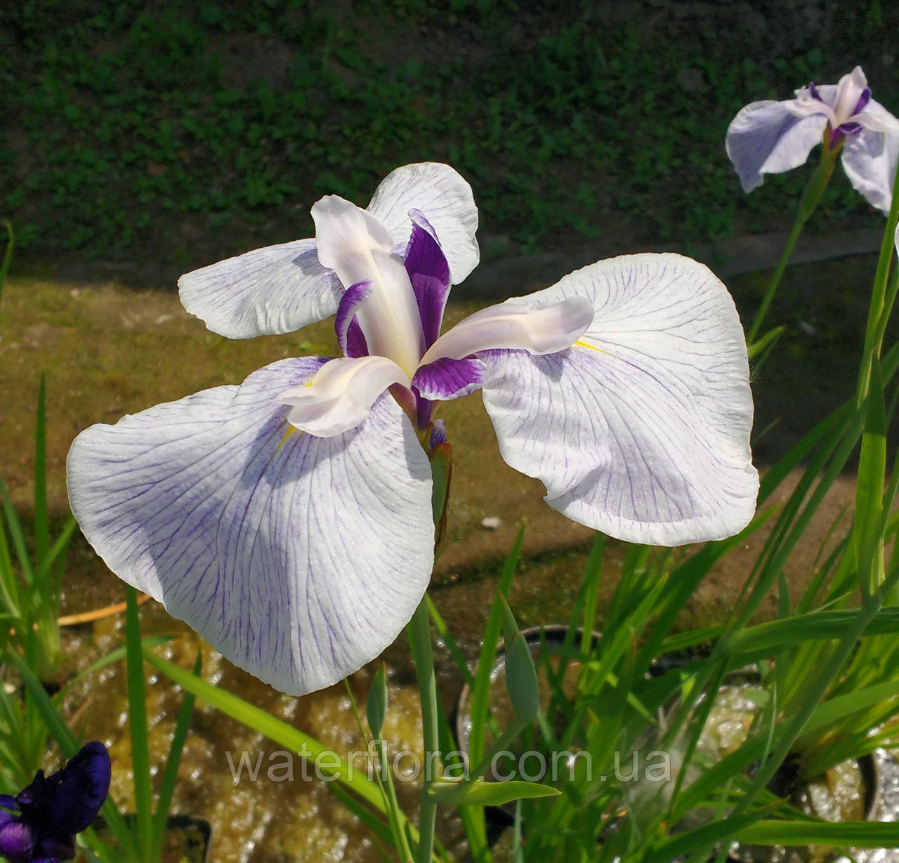 Ирис мечелистный Фортуна - Iris ensata Fortune - фото 1 - id-p246148030