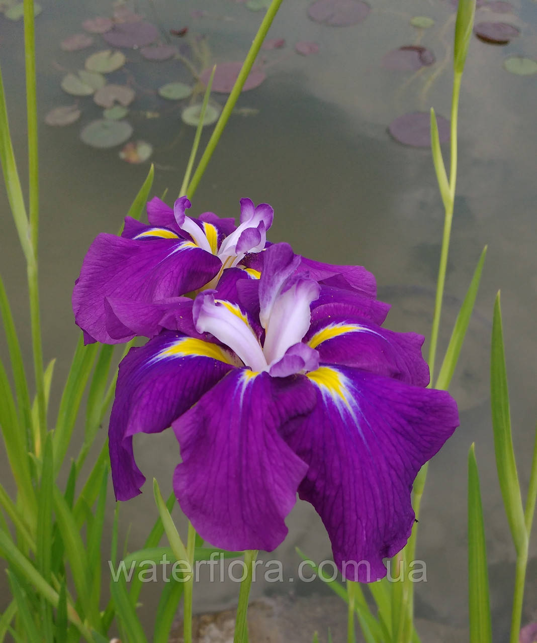 Ірис металевий Електрик Райз — Iris ensata Electric Rays