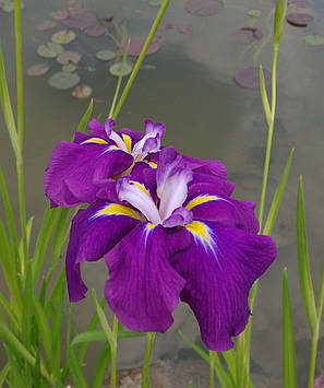 Ірис металевий Електрик Райз — Iris ensata Electric Rays