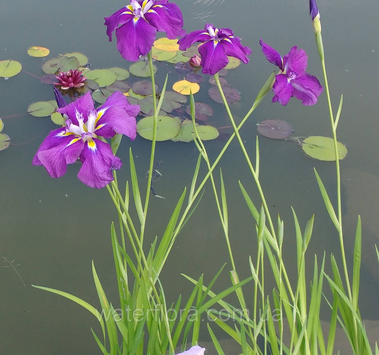 Ірис металевий Електрик Райз — Iris ensata Electric Rays Голе коріння, доросла рослина