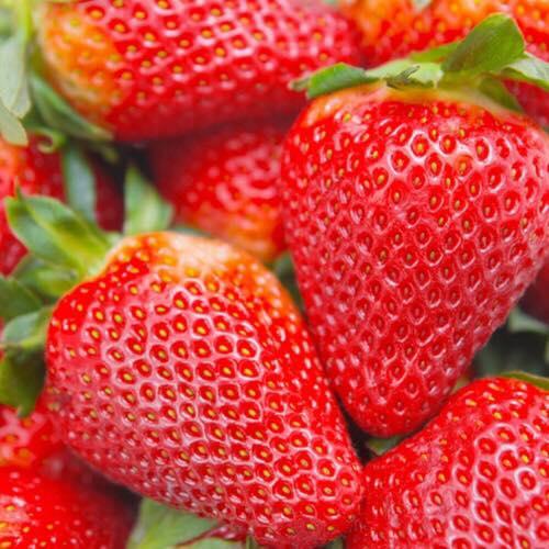 Саджанці полуниці в касеті Альбіон (Albion) - ремонтантна, крупноплідна, соковита (в касеті) + Подарунок, фото 1