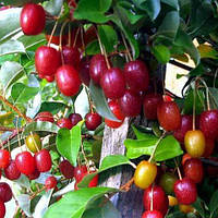 Гуми (крупноплодный)