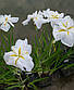 Ірис мечелистний Саммер Мун - Iris ensata Summer Moon, фото 4