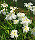 Ірис мечелистний Саммер Мун - Iris ensata Summer Moon, фото 3