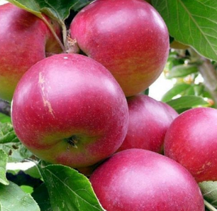 Саджанці яблуні зимової сорт Хоней Крісп, підщепа 54-118, фото 2