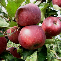 Яблуня сорт Флоріна, пізньостиглий сорт підщепа 54-118, фото 4