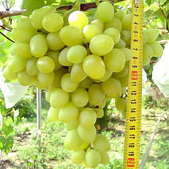 Саджанці винограду сорт "Аркадія", напівупакований