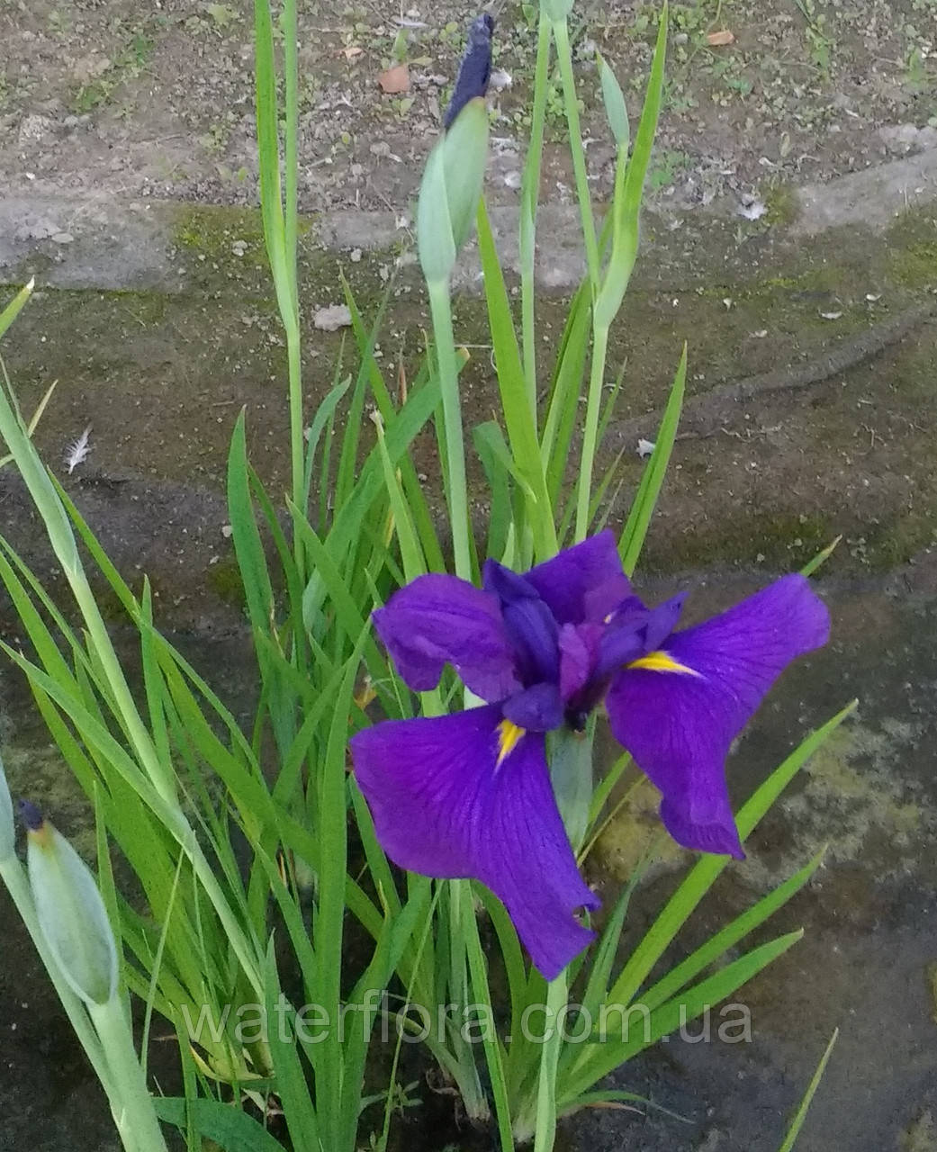 Ирис мечелистный Лоялти - Iris ensata Loyalti - фото 4 - id-p246148025