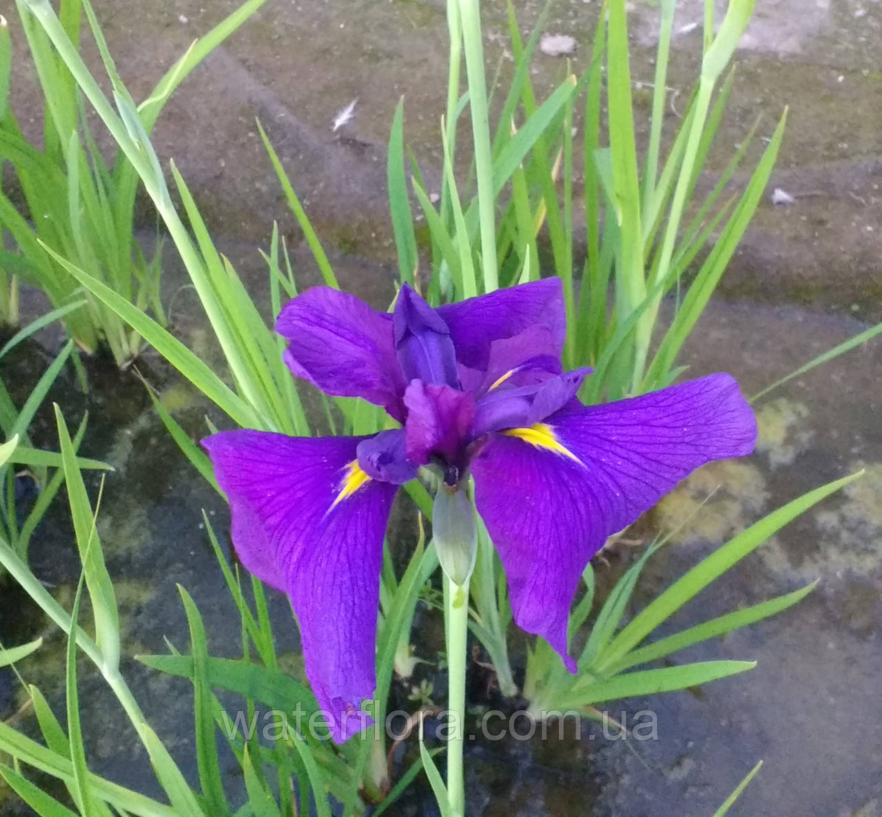 Ірис мечелистий Лоялті — Iris ensata Loyalti, фото 1