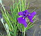 Ірис мечелистий Лоялті — Iris ensata Loyalti Голе коріння, доросла рослина, фото 2