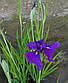 Ірис мечелистий Лоялті — Iris ensata Loyalti Голе коріння, доросла рослина, фото 4