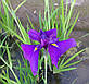 Ірис мечелистий Лоялті — Iris ensata Loyalti Голе коріння, доросла рослина, фото 3