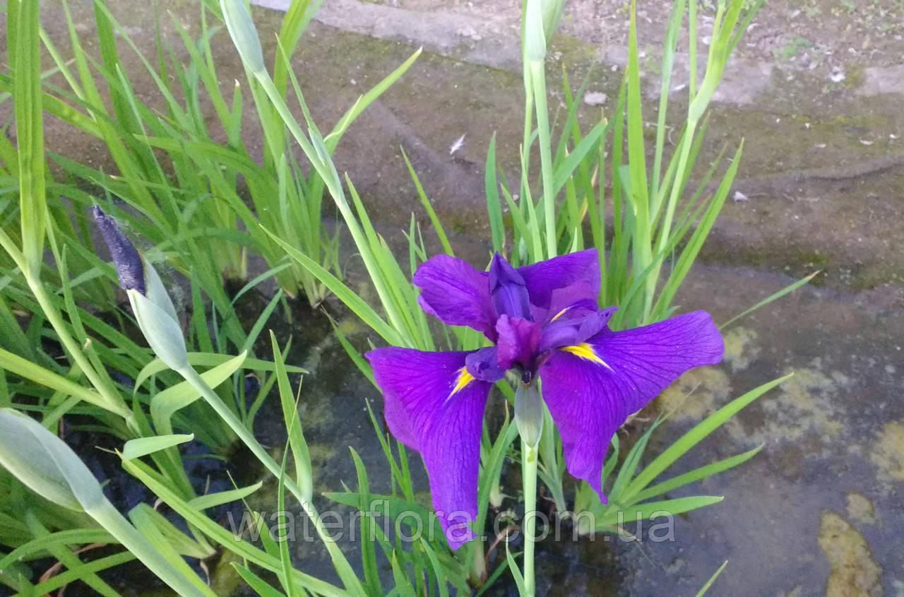 Ірис мечелистий Лоялті — Iris ensata Loyalti Голе коріння, доросла рослина
